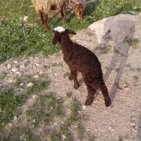 یک عددبره دان خور وشیر خوار