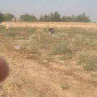 تیر بز لری