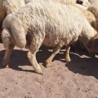 قوچ|حیوانات مزرعه|رفسنجان, |دیوار