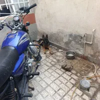 بلژین فیس مشکی