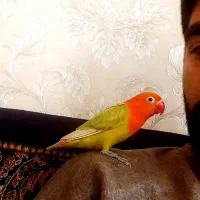 طوطی برزیلی اوپلاین دایلوت کاملا اهلی