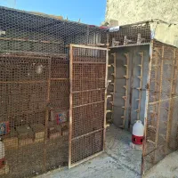 قفس پرنده