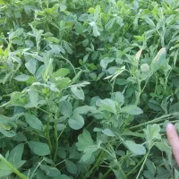 یونجه سوزنی .چین دوم درجه 1