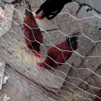 دوعددخروس رسمی قرمز بزرگ  مناسب قربانی و نسل کشی