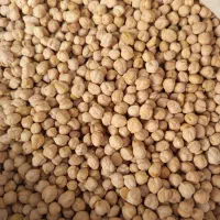 نخود بوجاری شده وتمیز