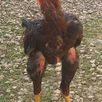 خروس لاری دنگ بالاومرغ  لاری
