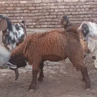 بزغاله چاق