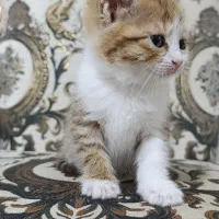 بچه گربه