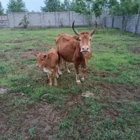 فروش گاو وگوساله