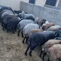 بره میش  بز