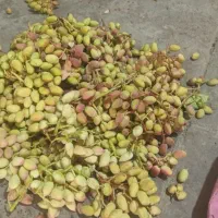 خریدوفروش پسته کال