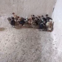 به فروش می‌رسد حیوانات
