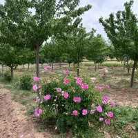 زمین باغ مسکونی گوارشک دیاکو شاهنامه اقساطی چکی