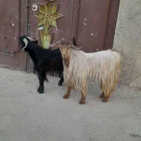 بزغاله نره چاق