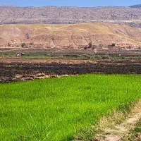 تور نشاءکاری