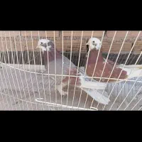 کفتر ،کبوتر شازده سرخ