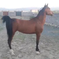 اسب مادیان