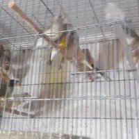 فروش ۵۰ عدد جوجه نیمه رنگ گلدین