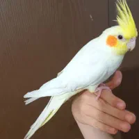 عروس هلندی نر