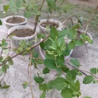 گل یاس|گل و گیاه طبیعی|بناب, |دیوار