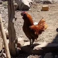 خروس سپرایت