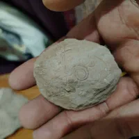 فسیل|کلکسیون اشیاء عتیقه|شیراز, نیستان|دیوار
