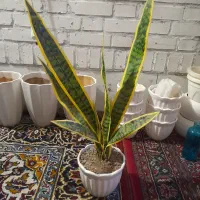 گل کاکتوس پتوس وآبنمان گلدان لبچین زیبا هیجده سانت
