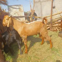 نری پاکستانی چاق چاق یکساله مناسب قربانی و داشت
