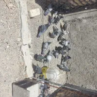 کفتر|پرنده|زابل, |دیوار