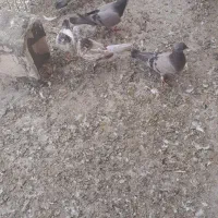 کفتر
