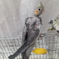 جوجه عروس هلندی
