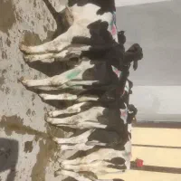 گوساله هلشتاین سیمینتال