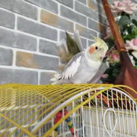 تعدادی عروس هلندی فوق دستی
