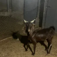کهره ماده هم برا داشت خوبه هم برای قربونی چاق و سا