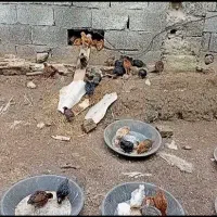 جوجه محلی