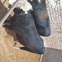 گوساله سیمینتال چاق