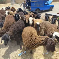 تخفیف ویـژه فروش زنده گوسفند به کــل طهــران