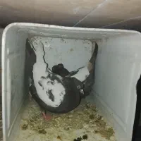 کبوتر سینه قهوهی