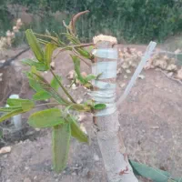 باغبانی.هرس،پیوند پسته،مشاوره