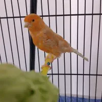 قناری ماده آماده آماده