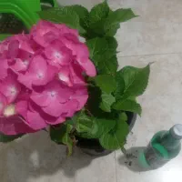 گل هورتانسیا جاده چمخاله