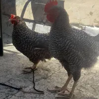خروس ومرغ