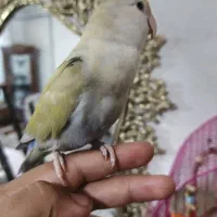 طوطی برزیلی نر ی ساله