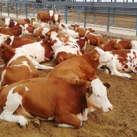 گوساله پرواری درجه‌یک در بندرترکمن