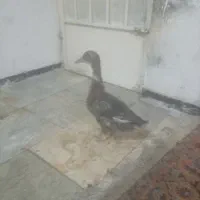 اردک