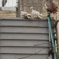 گفتم پلاکی شهری