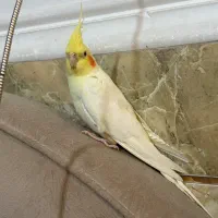 عروس هلندی