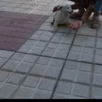 بچه سگ اشپیتز