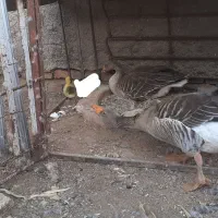غاز با جوجه