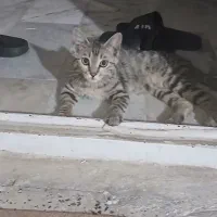 گربه خانگی